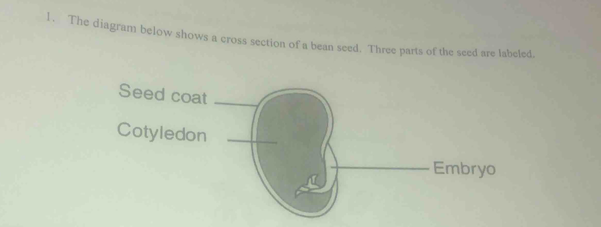 Solved: The diagram below shows a cross section of a bean seed. Three ...
