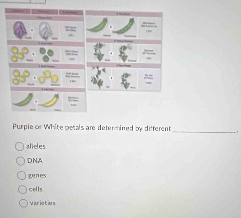 Purple or White petals are determined by different_
.
alleles
DNA
genes
cells
varieties