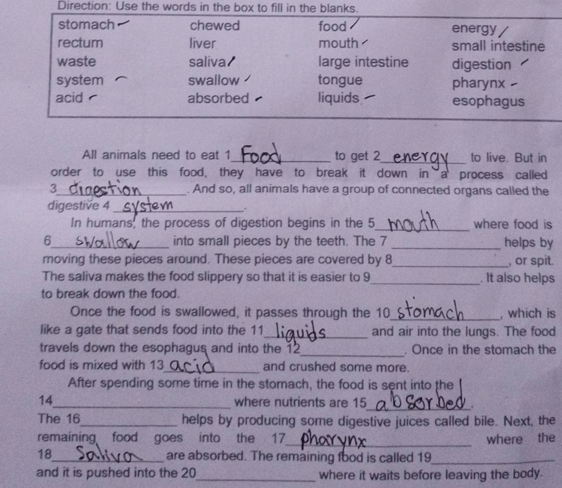 Direction: Use the words in the box to fill in the blanks.
stomach chewed food energy
rectum liver mouth small intestine
waste saliva/ large intestine digestion
system swallow tongue pharynx
acid absorbed liquids esophagus
All animals need to eat 1 _ to get 2 _ to live. But in
order to use this food, they have to break it down in a process called
3_ . And so, all animals have a group of connected organs called the
digestive 4_
.
In humans, the process of digestion begins in the 5 _ where food is
6_ into small pieces by the teeth. The 7 _helps by
moving these pieces around. These pieces are covered by 8 _ , or spit.
The saliva makes the food slippery so that it is easier to 9 _ . It also helps
to break down the food.
Once the food is swallowed, it passes through the 10 _ , which is
like a gate that sends food into the 11 _ and air into the lungs. The food
travels down the esophagus and into the 12 _ . Once in the stomach the
food is mixed with 13 _ and crushed some more.
After spending some time in the stornach, the food is sent into the
14_ where nutrients are 15
_.
The 16 _ helps by producing some digestive juices called bile. Next, the
_
remaining food goes into the 17 where the
18_ are absorbed. The remaining food is called 19 _
and it is pushed into the 20 _ where it waits before leaving the body.