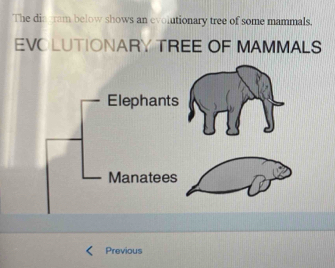 The dia gram below shows an evolutionary tree of some mammals. 
EVOLUTIONARY TREE OF MAMMALS 
Elephants 
Manatees 
Previous