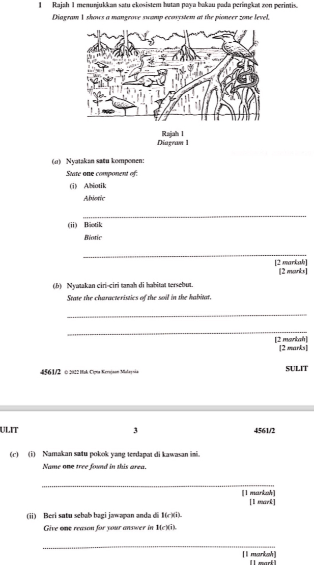 Rajah 1 menunjukkan satu ekosistem hutan paya bakau pada peringkat zon perintis. 
Diagram 1 shows a mangrove swamp ecosystem at the pioneer zone level. 
Rajah 1 
Diagram 1 
(a) Nyatakan satu komponen: 
State one component of: 
(i) Abiotik 
Abiotic 
_ 
(ii) Biotik 
Biotic 
_ 
[2 markah] 
[2 marks] 
(b) Nyatakan ciri-ciri tanah di habitat tersebut. 
State the characteristics of the soil in the habitat. 
_ 
_ 
[2 markah] 
[2 marks] 
4561/2 © 2022 Hak Cipta Kerajaan Malaysia SULIT 
ULIT 3 4561/2 
(c) (i) Namakan satu pokok yang terdapat di kawasan ini. 
Name one tree found in this area. 
_ 
[1 markah] 
[1 mark] 
(ii) Beri satu sebab bagi jawapan anda di 1(c)(i). 
Give one reason for your answer in 1(c)(i). 
_ 
[1 markah] 
[] mart]