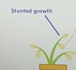 Stunted growth