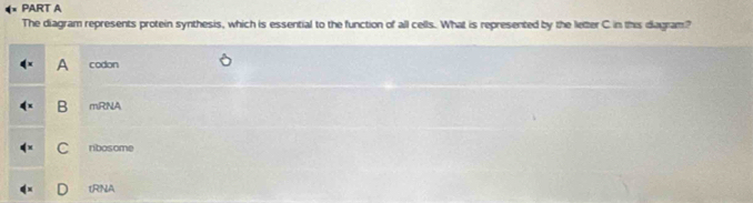 The diagram represents protein synthesis, which is essential to the function of all cells. What is represented by the letter C in this diagram?
A codon
B mRNA
C nbosome
tRNA