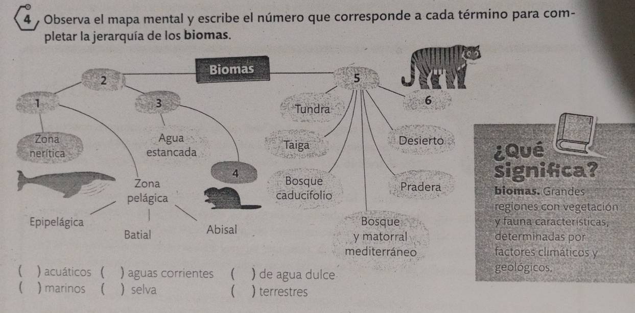 Observa el mapa mental y escribe el número que corresponde a cada término para com-
pletar la jerarquía de los biomas.
) acuáticos ( ) aguas corrientes ( ) de agua dulce
geológicos,
( ) marinos ( selva  )terrestres