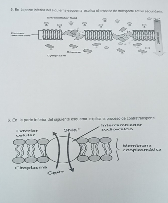 En la parte inferior del siguiente esquema explica el proceso de transporte activo secundario.
6. En la parte inferior del siguiente esquema explica el proceso de contratransporte