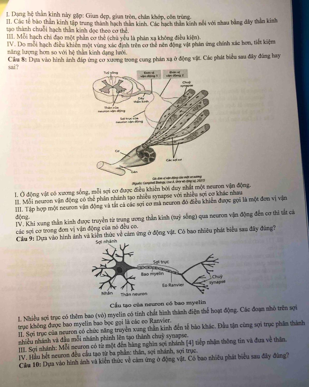 Dạng hệ thần kinh này gặp: Giun dẹp, giun tròn, chân khớp, côn trùng.
II. Các tế bào thần kinh tập trung thành hạch thần kinh. Các hạch thần kinh nổi với nhau bằng dây thần kinh
tạo thành chuỗi hạch thần kinh dọc theo cơ thể.
III. Mỗi hạch chỉ đạo một phần cơ thể (chủ yếu là phản xạ không điều kiện).
IV. Do mỗi hạch điều khiển một vùng xác định trên cơ thể nên động vật phản ứng chính xác hơn, tiết kiệm
năng lượng hơn so với hệ thần kinh dạng lưới.
Câu 8: Dựa vào hình ảnh đáp ứng cơ xương trong cung phản xạ ở động vật. Các phát biểu sau đây đúng hay
sai? 
(Nguồn: Campbell Biology, Lisa Á. Urry và công sự, 2021)
I. Ở động vật có xương sống, mỗi sợi cơ được điều khiển bởi duy nhất một neuron vận động.
II. Mỗi neuron vận động có thể phân nhánh tạo nhiều synapse với nhiều sợi cơ khác nhau
IIII. Tập hợp một neuron vận động và tất cả các sợi cơ mà neuron đó điều khiển được gọi là một đơn vị vận
động.
IV. Khi xung thần kinh được truyền từ trung ương thần kinh (tuỷ sống) qua neuron vận động đến cơ thì tất cả
các sợi cơ trong đơn vị vận động của nó đều co.
Câu 9: Dựa vào hình ảnh và kiến thức về cảm ứng ở động vật. Có bao nhiêu phát biểu sau đây đúng?
Cấu tạo của neuron có bao myelin
I. Nhiều sợi trục có thêm bao (vỏ) myelin có tính chất hình thành điện thế hoạt động. Các đoạn nhỏ trên sợi
trục không được bao myelin bao bọc gọi là các eo Ranvier.
II. Sợi trục của neuron có chức năng truyền xung thần kinh đến tế bào khác. Đầu tận cùng sợi trục phân thành
nhiều nhánh và đầu mỗi nhánh phình lên tạo thành chuỳ synapse.
III. Sợi nhánh: Mỗi neuron có từ một đến hàng nghìn sợi nhánh [4] tiếp nhận thông tin và đưa về thân.
IV. Hầu hết neuron đều cấu tạo từ ba phần: thân, sợi nhánh, sợi trục.
Câu 10: Dựa vào hình ảnh và kiến thức về cảm ứng ở động vật. Có bao nhiêu phát biểu sau đây đúng?