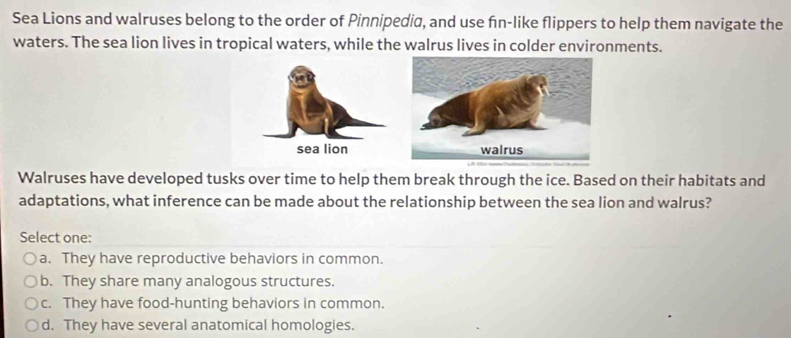 Sea Lions and walruses belong to the order of Pinnipedia, and use fin-like flippers to help them navigate the
waters. The sea lion lives in tropical waters, while the walrus lives in colder environments.
Walruses have developed tusks over time to help them break through the ice. Based on their habitats and
adaptations, what inference can be made about the relationship between the sea lion and walrus?
Select one:
a. They have reproductive behaviors in common.
b. They share many analogous structures.
c. They have food-hunting behaviors in common.
d. They have several anatomical homologies.