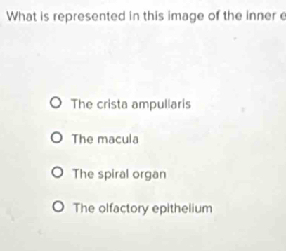 What is represented in this image of the inner e
The crista ampullaris
The macula
The spiral organ
The olfactory epithelium