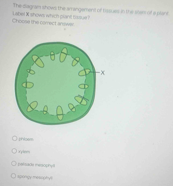 The diagram shows the arrangement of tissues in the stem of a plant.
LabelX shows which plant tissue?
Choose the correct answer.
phloem
xylem
palisade mesophyll
spongy mesophyll