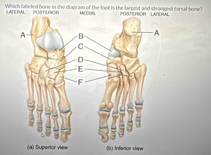 Solved: Which labeled bone in the diagram of the foot is the largest ...