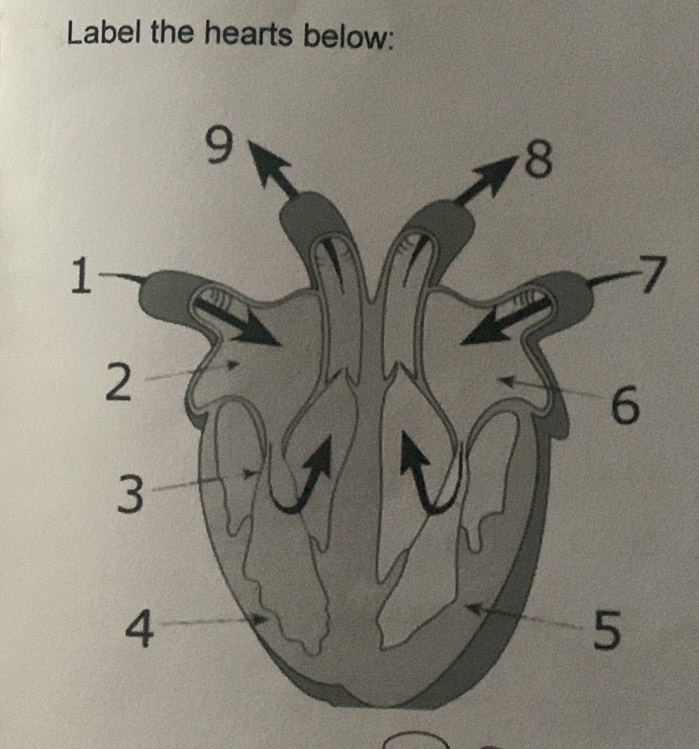 Label the hearts below: