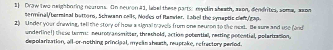 Draw two neighboring neurons. On neuron #1, label these parts: myelin sheath, axon, dendrites, soma, axon 
terminal/terminal buttons, Schwann cells, Nodes of Ranvier. Label the synaptic cleft/gap. 
2) Under your drawing, tell the story of how a signal travels from one neuron to the next. Be sure and use (and 
underline!) these terms: neurotransmitter, threshold, action potential, resting potential, polarization, 
depolarization, all-or-nothing principal, myelin sheath, reuptake, refractory period.