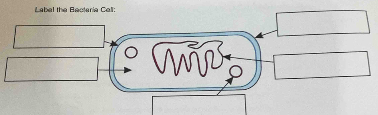 Label the Bacteria Cell: