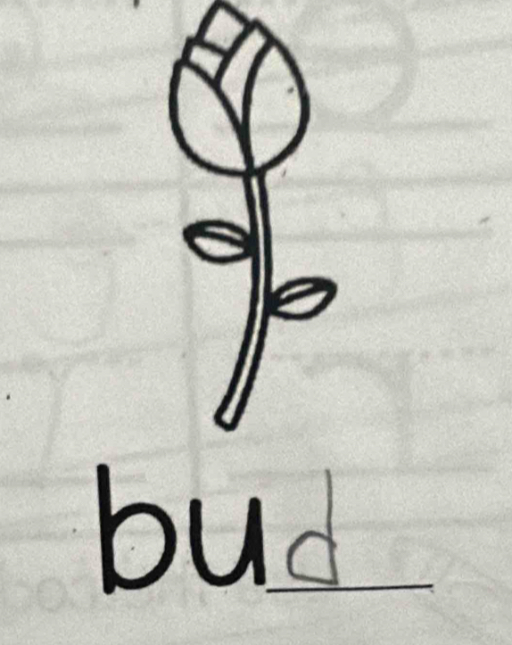 bud