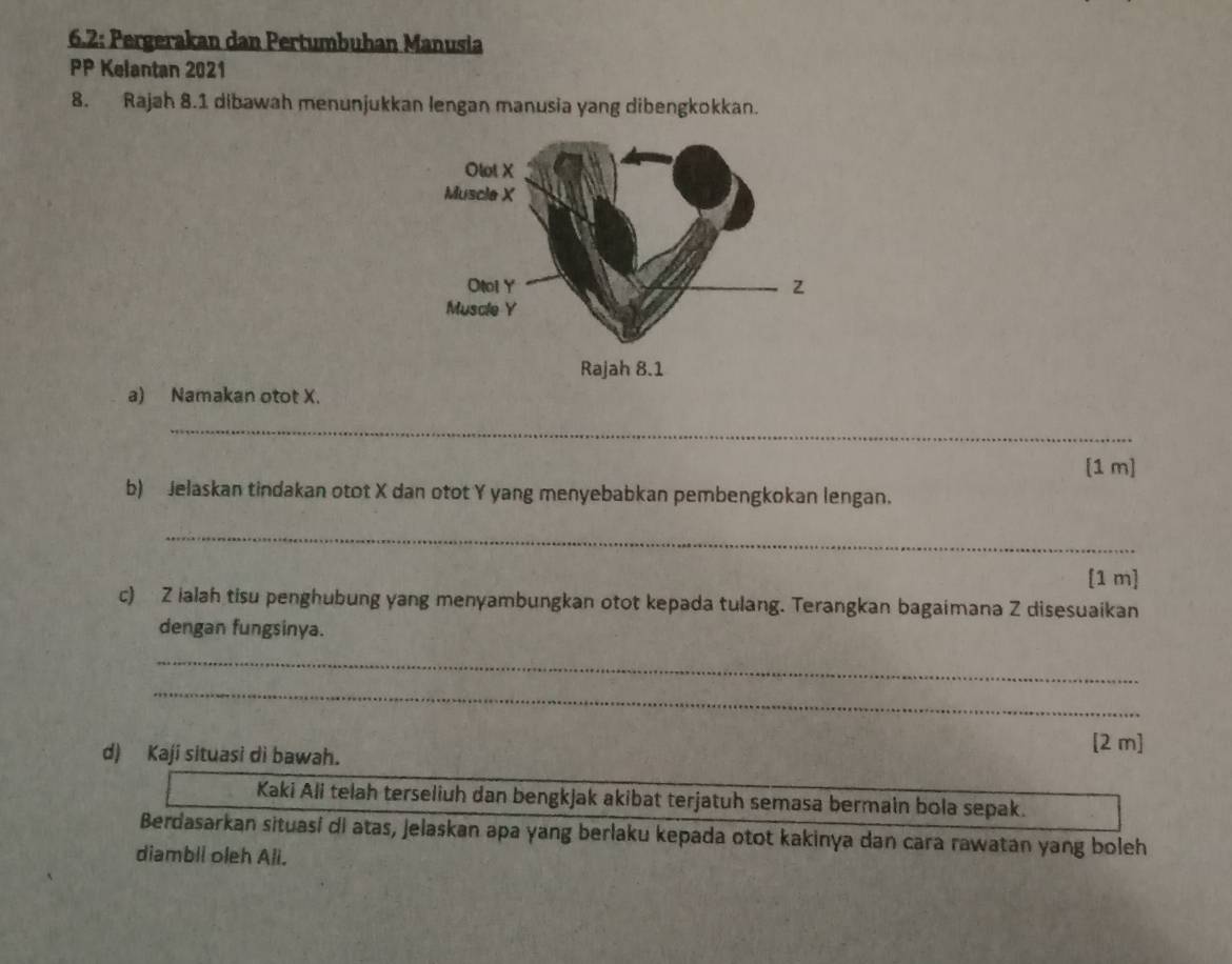 6.2: Pergerakan dan Pertumbuhan Manusia 
PP Kelantan 2021 
8. Rajah 8.1 dibawah menunjukkan lengan manusia yang dibengkokkan. 
a) Namakan otot X. 
_ 
[1 m] 
b) Jelaskan tindakan otot X dan otot Y yang menyebabkan pembengkokan lengan. 
_ 
[1 m] 
c) Z ialah tisu penghubung yang menyambungkan otot kepada tulang. Terangkan bagaimana Z disesuaikan 
dengan fungsinya. 
_ 
_ 
d) Kaji situasi di bawah. 
[2 m] 
Kaki Ali telah terseliuh dan bengkjak akibat terjatuh semasa bermain bola sepak. 
Berdasarkan situasí di atas, Jelaskan apa yang berlaku kepada otot kakinya dan cara rawatan yang boleh 
diambii oleh Ali.