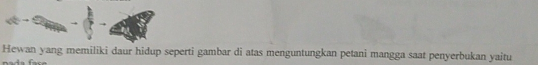 Hewan yang memiliki daur hidup seperti gambar di atas menguntungkan petani mangga saat penyerbukan yaitu