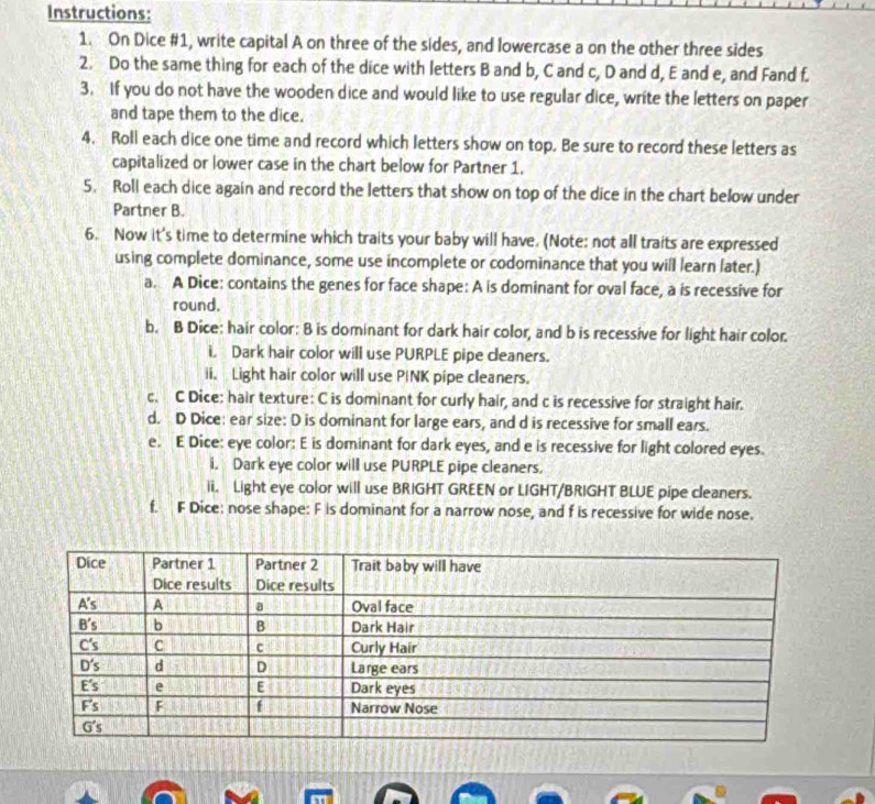 Instructions:
1. On Dice #1, write capital A on three of the sides, and lowercase a on the other three sides
2. Do the same thing for each of the dice with letters B and b, C and c, D and d, E and e, and Fand f.
3. If you do not have the wooden dice and would like to use regular dice, write the letters on paper
and tape them to the dice.
4. Roll each dice one time and record which letters show on top. Be sure to record these letters as
capitalized or lower case in the chart below for Partner 1.
5. Roll each dice again and record the letters that show on top of the dice in the chart below under
Partner B.
6. Now it's time to determine which traits your baby will have. (Note: not all traits are expressed
using complete dominance, some use incomplete or codominance that you will learn later.)
a. A Dice: contains the genes for face shape: A is dominant for oval face, a is recessive for
round.
b. B Dice: hair color: 8 is dominant for dark hair color, and b is recessive for light hair color.
i. Dark hair color will use PURPLE pipe cleaners.
ii. Light hair color will use PINK pipe cleaners.
c. C Dice: hair texture: C is dominant for curly hair, and c is recessive for straight hair.
d. D Dice: ear size: D is dominant for large ears, and d is recessive for small ears.
e. E Dice: eye color: E is dominant for dark eyes, and e is recessive for light colored eyes.
i. Dark eye color will use PURPLE pipe cleaners.
ii. Light eye color will use BRIGHT GREEN or LIGHT/BRIGHT BLUE pipe cleaners.
f. F Dice: nose shape: F is dominant for a narrow nose, and f is recessive for wide nose.