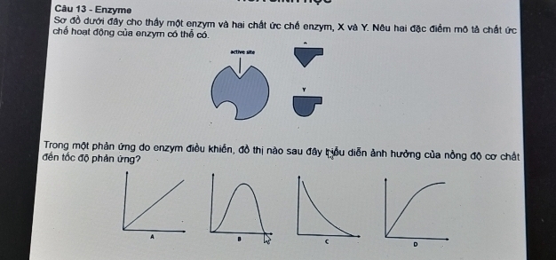 Enzyme 
Sơ đồ dưới đây cho thầy một enzym và hai chất ức chế enzym, X và Y. Nêu hai đặc điểm mô tả chất ức 
chể hoạt động của enzym có thể có. 
active site 
Trong một phản ứng do enzym điều khiến, đồ thị nào sau đây tiểu diễn ảnh hưởng của nồng độ cơ chất 
đến tốc độ phản ứng? 
D