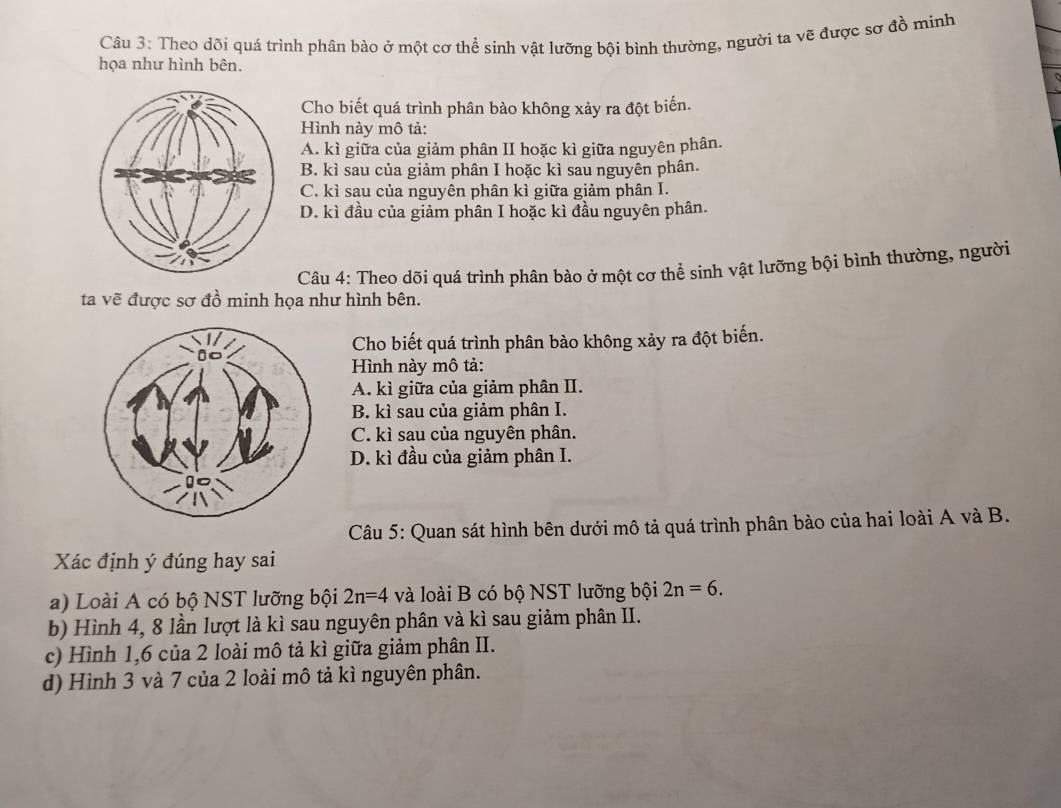 Theo dõi quá trình phân bào ở một cơ thể sinh vật lưỡng bội bình thường, người ta vẽ được sơ đồ minh
họa như hình bên.
Cho biết quá trình phân bào không xảy ra đột biến.
Hình này mô tả:
A. kì giữa của giảm phân II hoặc kì giữa nguyên phân.
B. kì sau của giảm phân I hoặc kì sau nguyên phân.
C. kì sau của nguyên phân kì giữa giảm phân I.
D. kì đầu của giảm phân I hoặc kì đầu nguyên phân.
Câu 4: Theo dõi quá trình phân bào ở một cơ thể sinh vật lưỡng bội bình thường, người
ta vẽ được sơ đồ minh họa như hình bên.
Cho biết quá trình phân bào không xảy ra đột biến.
Hình này mô tả:
A. kì giữa của giảm phân II.
B. kì sau của giảm phân I.
C. kì sau của nguyên phân.
D. kì đầu của giảm phân I.
Câu 5: Quan sát hình bên dưới mô tả quá trình phân bào của hai loài A và B.
Xác định ý đúng hay sai
a) Loài A có bộ NST lưỡng bội 2n=4 và loài B có bộ NST lưỡng bội 2n=6. 
b) Hình 4, 8 lần lượt là kì sau nguyên phân và kì sau giảm phân II.
c) Hình 1, 6 của 2 loài mô tả kì giữa giảm phân II.
d) Hình 3 và 7 của 2 loài mô tả kì nguyên phân.
