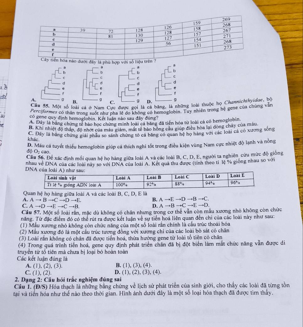 ới đây là phù hợp với số li
C
C
d
d
。
。
f
f
A.BC. g D. g
Câu 55. Một số loài cá ở Nam Cực được gọi là cá băng, là những loài thuộc họ Channichthyidae, bộ
Perciformes có thân trong suốt như pha lê do không có hemoglobin. Tuy nhiên trong hệ gene của chúng vẫn
W có gene quy định hemoglobin. Kết luận nào sau đây đúng?
Tể A. Đây là bằng chứng tế bào học chứng minh loài cá băng đã tiến hóa từ loài cá có hemoglobin.
B. Khi nhiệt độ thấp, độ nhớt của máu giảm, mất tế bảo hồng cầu giúp điều hòa lại dòng chảy của máu.
C. Đây là bằng chứng giải phẫu so sánh chứng tỏ cá băng có quan hệ họ hàng với các loài cá có xương sống
khác.
D. Máu cá tuyết thiếu hemoglobin giúp cá thích nghi tốt trong điều kiện vùng Nam cực nhiệt độ lạnh và nồng
dhat O O_2 cao
Câu 56. Để xác định mối quan hệ họ hàng giữa loài A và các loài B, C, D, E, người ta nghiên cứu mức độ giống
nhau về DNA của các loài này so với DNA của loài A. Kết quả thu được (tính theo tỉ lệ % giống nhau so với
Quan hệ họ hàng giữa loài A và các loài B, C, D, E là
B.
A. Ato Bto Cto Dto E. Ato Eto Dto B →C.
C. Ato Dto Eto Cto B D. A →B → Cto Eto I D.
Câu 57. Một số loài rắn, mặc dù không có chân nhưng trong cơ thể vẫn còn mẫu xương nhỏ không còn chức
năng. Từ đặc điểm đó có thể rút ra được kết luận về sự tiến hoá liên quan đến chi của các loài này như sau:
(1) Mẫu xương nhỏ không còn chức năng của một số loài rắn chính là cấu trúc thoái hóa
(2) Mẫu xương đó là một cấu trúc tương đồng với xương chi của các loài bò sát có chân
(3) Loài rắn không có chân đã được tiến hoá, thừa hưởng gene từ loài tổ tiên có chân
(4) Trong quá trình tiến hoá, gene quy định phát triển chân đã bị đột biến làm mất chức năng vẫn được di
truyền từ tổ tiên mà chưa bị loại bỏ hoàn toàn
Các kết luận đúng là
A. (1), (2), (3) B. (1), (3),(4).
C. (1), (2). D. (1),(2), (3), (4).
2. Dạng 2: Câu hỏi trắc nghiệm đúng sai
Cầu 1. (Đ/S) Hóa thạch là những bằng chứng về lịch sử phát triển của sinh giới, cho thấy các loài đã từng tồn
tại và tiến hóa như thế nào theo thời gian. Hình ảnh dưới đây là một số loại hóa thạch đã được tìm thấy.