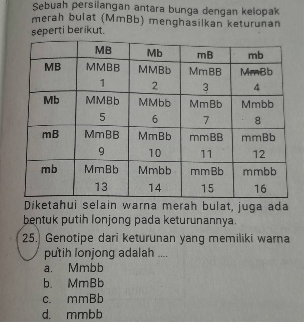 Sebuah persilangan antara bunga dengan kelopak
merah bulat (MmBb) menghasilkan keturunan
seperti berikut.
Diketahui selain warna merah bulat, juga ada
bentuk putih lonjong pada keturunannya.
25. Genotipe dari keturunan yang memiliki warna
putih lonjong adalah ....
a. Mmbb
b. MmBb
c. mmBb
d. mmbb