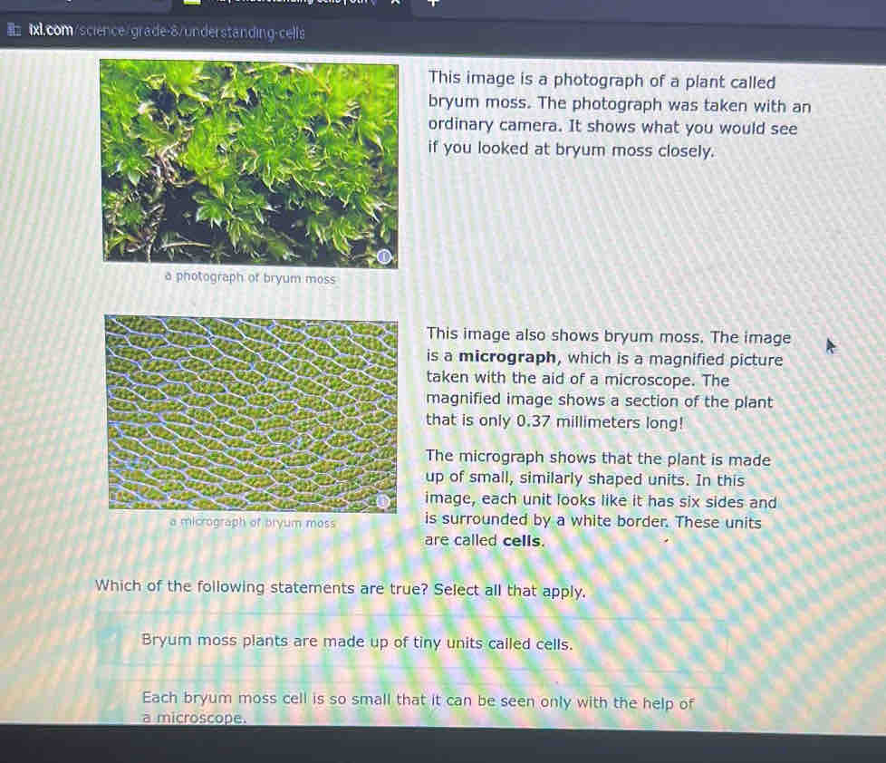 This image is a photograph of a plant called bryum moss. The photograph ...