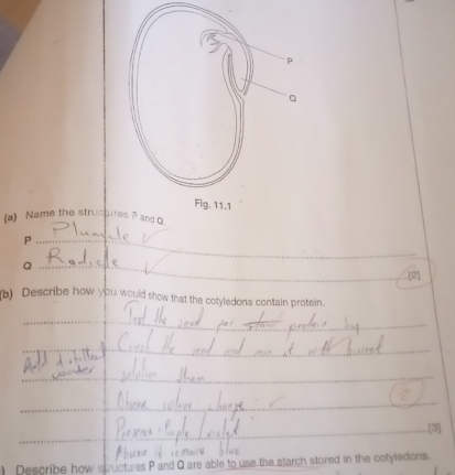 Name the struct 
_ P
_ Q
[2] 
(b) Describe how you would show that the cotyledons contain protein. 
_ 
_ 
_ 
_ 
_.[3] 
_ 
_ 
_ 
) Describe how structures P and Q are able to use the starch stored in the cotyledons.