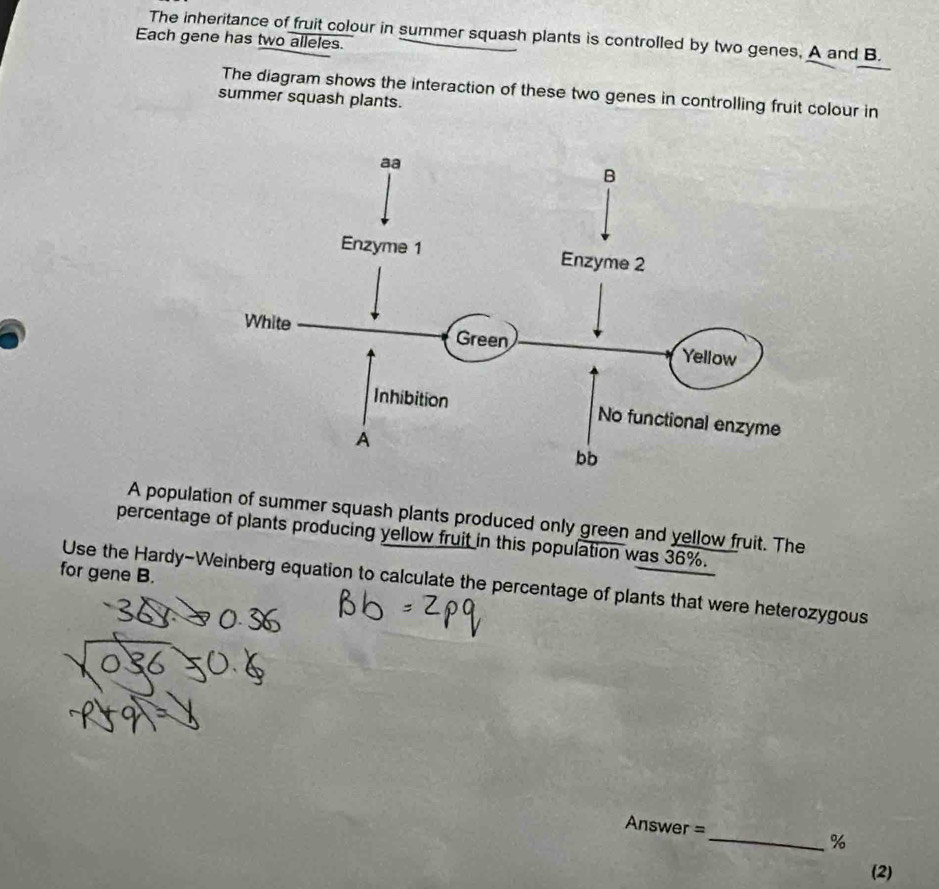 The inheritance of fruit colour in summer squash plants is controlled by two genes, A and B. 
Each gene has two alleles. 
The diagram shows the interaction of these two genes in controlling fruit colour in 
summer squash plants. 
A population of summer squash plants produced only green and yellow fruit. The 
percentage of plants producing yellow fruit in this population was 36%. 
for gene B. 
Use the Hardy-Weinberg equation to calculate the percentage of plants that were heterozygous 
Answer = 
_% 
(2)