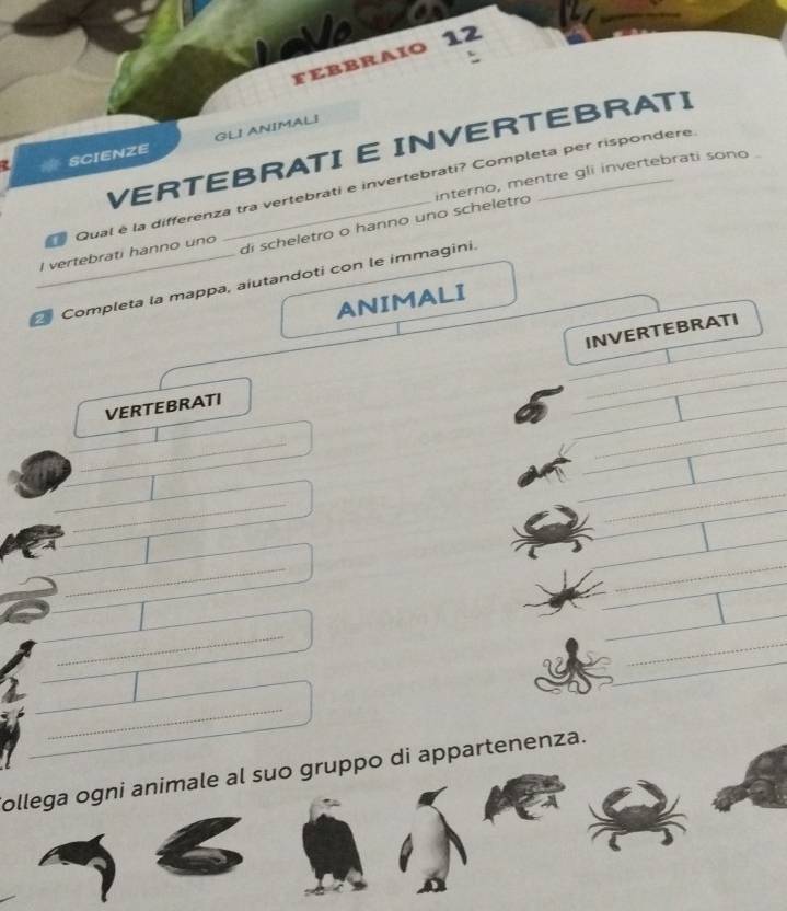 FEBBRAIO 12 
GLI ANIMALI 
VERTEBRATI E INVERTEBRATI
7 SCIENZE 
Qual è la differenza tra vertebrati e invertebrati? Completa per rispondere 
I vertebrati hanno uno _di scheletro o hanno uno scheletro interno, mentre gli invertebrati sono 
_ Completa la mappa, aiutandoti con le immagini. 
ANIMALI 
INVERTEBRATI 
VERTEBRATI 
_ 
_ 
_ 
_ 
_ 
_ 
_ 
_ 
ollega ogni animale al suo gruppo di appartenenza.