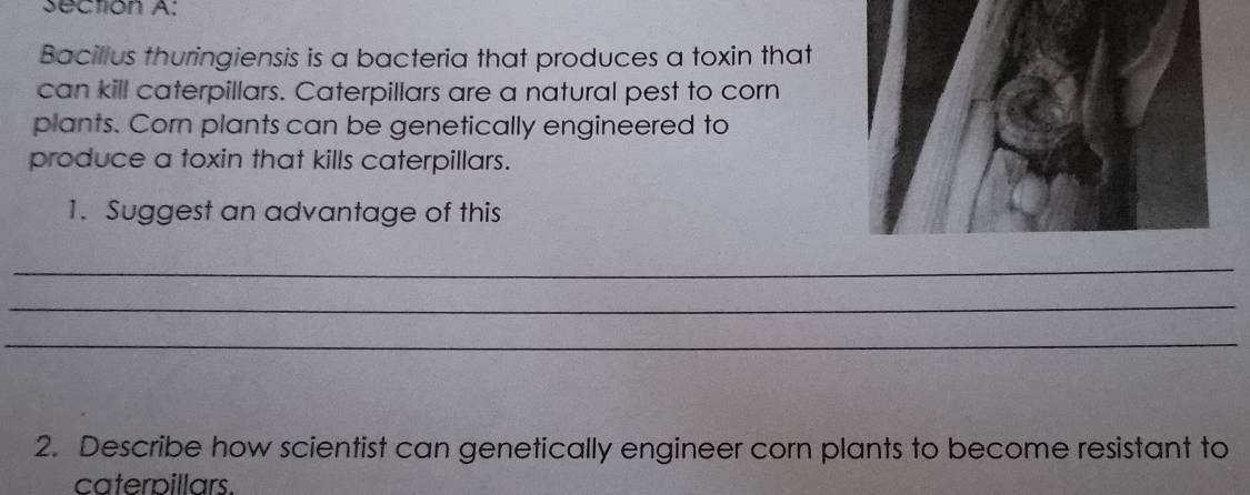 Bacillus thuringiensis is a bacteria that produces a toxin that 
can kill caterpillars. Caterpillars are a natural pest to corn 
plants. Corn plants can be genetically engineered to 
produce a toxin that kills caterpillars. 
1. Suggest an advantage of this 
_ 
_ 
_ 
2. Describe how scientist can genetically engineer corn plants to become resistant to 
caterpillars.