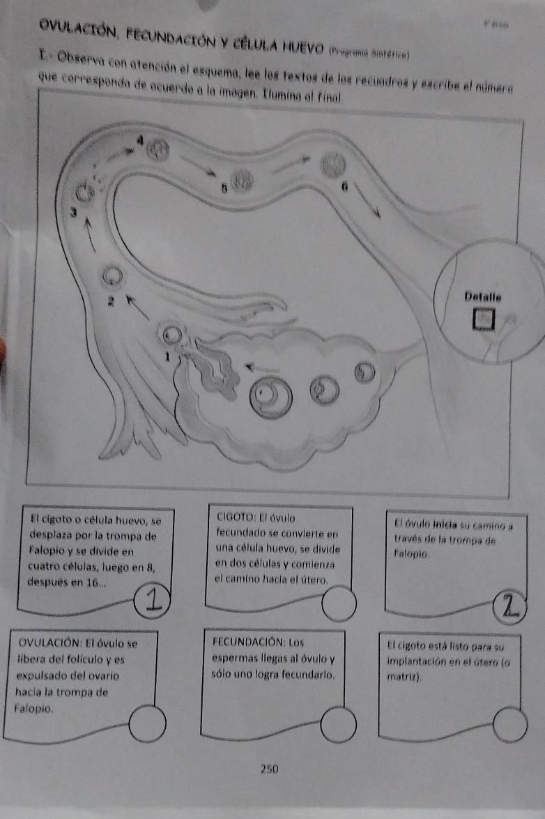ovulación, fecundación y célula Huevo (programo Sintético) 
I- Observa con atención el esquema, lee los textos de los recuadros y 
que corresponda 
El cigoto o célula huevo, se CIGOTO: El óvulo El óvulo inicia su camino a 
desplaza por la trompa de fecundado se convierte en través de la trompa de 
una célula huevo, se divide 
Falopio y se divide en Falopio. 
cuatro células, luego en 8, en dos células y comienza 
después en 16... el camino hacia el útero. 
_ 
OVULACIÓN: El óvulo se FECUNDACIÓN: Los El cigoto está listo para su 
libera del folículo y es espermas llegas al óvulo y implantación en el útero (o 
expulsado del ovario sólo uno logra fecundarlo. matriz). 
hacía la trompa de 
Falopio.
250