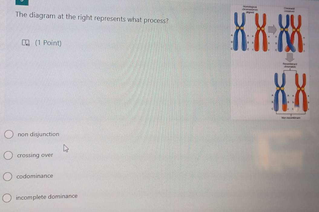 che esssee Crecean
The diagram at the right represents what process?
(1 Point)
chromands
Non-recombinant
non disjunction
crossing over
codominance
incomplete dominance