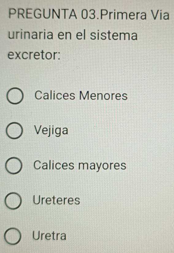 PREGUNTA 03.Primera Via
urinaria en el sistema
excretor:
Calices Menores
Vejiga
Calices mayores
Ureteres
Uretra