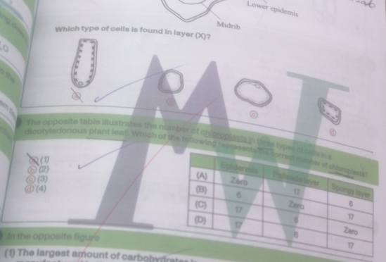 Lower epidemis
Midrib
ng đ 
Which type of cells is found in layer (X)?
o
o th
o
a
mt
a
The opposite table illustrates the number of chiproplasia in three ty
dicotyledonous plant leaf. Which of the following cept
@ (1)
⑥ (2)
@ (3)
④ (4) 
In the opposite figure
(1) The largest amount of carbobydrate
