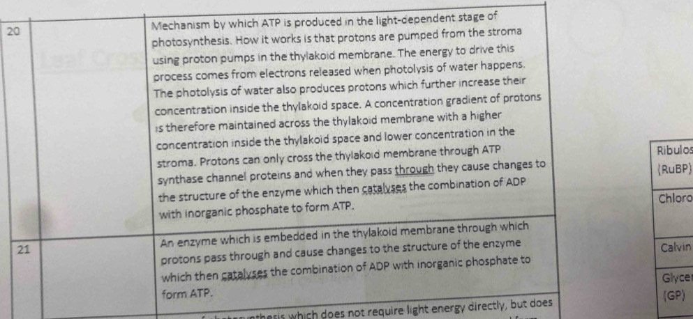 2e of 
Ribulos 
(RuBP) 
Chloro 
Calvin 
Glyce 
(GP) 
unthesis which does not require light energy directly, but d