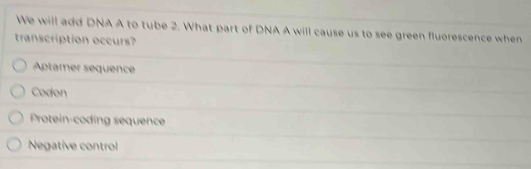 We will add DNA A to tube 2. What part of DNA A will cause us to see green fluorescence when
transcription occurs?
Aptamer sequence
Codon
Protein-coding sequence
Negative control