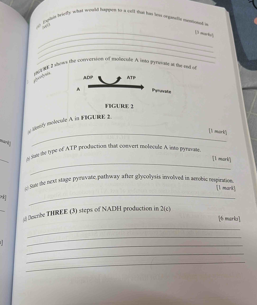 (ii) Explain briefly what would happen to a cell that has less organelle mentioned in 
1e(i). 
_ 
_[3 marks] 
_ 
_ 
; glycolysis. FIGURE 2 shows the conversion of molecule A into pyruvate at the end of 
ADP ATP 
A 
Pyruvate 
FIGURE 2 
(a) Identify molecule A in FIGURE 2. 
_[1 mark] 
mark] 
_ 
_ 
(b) State the type of ATP production that convert molecule A into pyruvate. 
[l mark] 
_ 
(c) State the next stage pyruvate pathway after glycolysis involved in aerobic respiration. 
[1 mark] 
rk] 
_ 
(d) Describe THREE (3) steps of NADH production in 2(c) 
[6 marks] 
_ 
S 
_ 
_ 
_ 
_