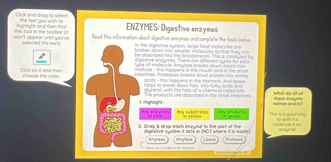 Click and drag to select
the text you wish to ENZYMES: Digestive enzymes
highlight and then find 
this tool in the toolbar (it
won't appear until you've Read this information about digestive enzymes and complete the tasks below.
selected the text): In the digestive system, large food molecules are
broken down into smaller molecules so that they can
be absorbed into the bloodstream. This is catalyzed by
digestive enzymes. There are different types for each
type of molecule. Amylase breaks down starch into
maltose - this happens in the mouth and in the small
Click on it and then intestines. Proteases breaks down protein into amino
choose the color.
acids - this happens in the stomach. And lipase
helps to break down fats into fatty acids and
glycerol, with the help of a chemical called bile. What do all of
The products are absorbed in the small intestines. these enzyme
1, Highlight; names end in?
Any enzymes Any substrates Any products This is a good way
In pink in yellow In green
to spot if a
2. Drag & drop each enzyme to the part of the molecule is an
digestive system it acts in (NOT where it is made): enzyme!
Amylase Amylase Lipase Protease
There are 2 locations for amylase
◎ Emmathe feopfie 202 1