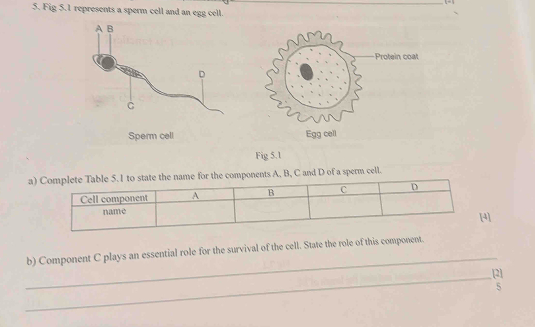 Fig 5.1 represents a sperm cell and an egg cell. 
Sperm cell 
Fig 5.1 
amponents A, B, C and D of a sperm cell. 
] 
_ 
b) Component C plays an essential role for the survival of the cell. State the role of this component. 
_[2] 
5