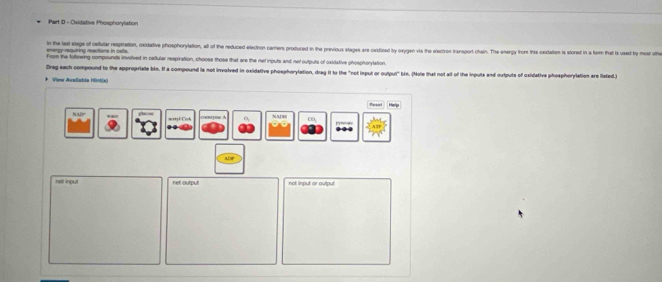 Oxidative Phosphorylation
in the lest stage of catutar resptration, oxidative phosphorylation, all of the reduced ellectron carriers produced in the previous stages are castfized by orygen vis the eectron transport chain. The energy frore this coxidation is stored in a form that ts used by mt oth
ere rquároa mations in rata
From the following compounds involved in callular respiration, choose those that are the net inputs and net outputs of oxidative phosphorylation.
Drag sach compound to the appropriale bin. If a compound is not involved in oxidative phosphorylation, drag it to the "not isput or output" bén. (Nole that not alt of the inputs and outputs of oxidative phosphorylation are listed.)
* View Araabla Hisk(a
Petal
Nuy plaon
Nathe ∞

ADP
nell input net outputl not input or output