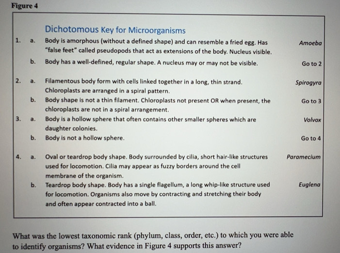 Solved: Figure 4 Dichotomous Key for Microorganisms 1. a. Body is ...