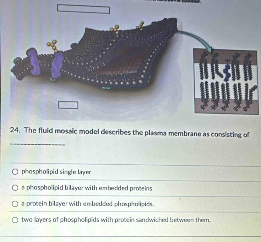 a
24. The fluid mosaic model describes the plasma membrane as consisting of
_
phospholipid single layer
a phospholipid bilayer with embedded proteins
a protein bilayer with embedded phospholipids.
two layers of phospholipids with protein sandwiched between them.