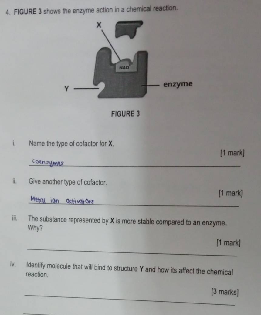 FIGURE 3 shows the enzyme action in a chemical reaction. 
i. Name the type of cofactor for X. 
[1 mark] 
_ 
ii. Give another type of cofactor. 
[1 mark] 
_ 
iii. The substance represented by X is more stable compared to an enzyme. 
Why? 
_ 
[1 mark] 
iv. Identify molecule that will bind to structure Y and how its affect the chemical 
reaction. 
_ 
[3 marks]