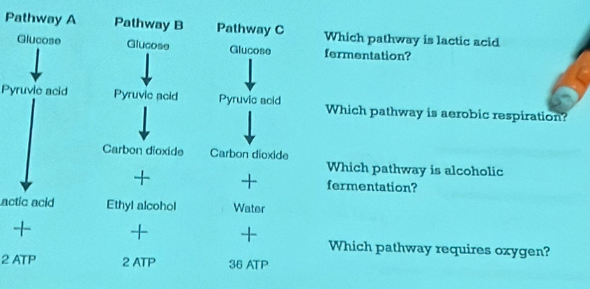 Solved: Pathway A Pathway B Pathway C Which pathway is lactic acid ...