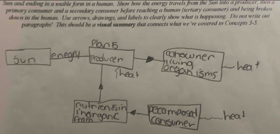 Sum and ending in a usable form in a human. Show how the energy travels from the Sun into a producer, then a 
primary consumer and a secondary consumer before reaching a human (tertiary consumer) and being broken 
down in the human. Use arrows, drawings, and labels to clearly show what is happening. Do not write out 
paragraphs! This should be a visual summary that connects what we 've covered in Concepts 3-5.