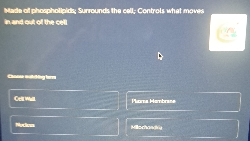 Made of phospholipids; Surrounds the cell; Controls what moves
in and out of the cell
Choose matching term
Cell Wall Plasma Membrane
Nucleus Mitochondria