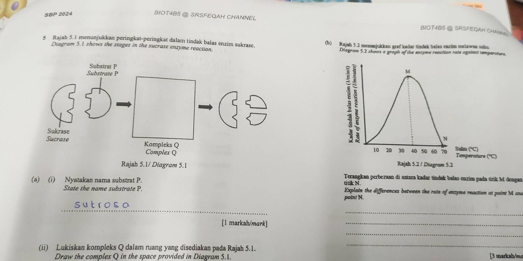 an tsu 
SBP 2024 BIOT4B5 @ SRSFEQAH CHANNEL 
BIOT4B5 @ SRSFEQAH CHANNE 
5 Rajah 5.1 menunjukkan peringkat-peringkat dalam tindak balas enzim sukrase. (b) Rajah 5.2 menunjukkan graf kadar tindak balas enzim melawan suhu. 
Diagram 5.1 shows the stages in the sucrase enzyme reaction. Diagram 5.2 shows a graph of the enzyme reaction rate against temperature. 

Rajah 5.1/ Diagram 5.1 
(a) (i) Nyatakan nama substrat P. 
Terangkan perbezaan di antara kadar tindak balas enzim pada titik M dengan 
titik N. 
State the name substrate P. Explain the differences between the rate of enzyme reaction at point M and 
point N. 
_ 
_ 
[l markah/mark] 
_ 
_ 
(ii) Lukiskan kompleks Q dalam ruang yang disediakan pada Rajah 5.1. 
_ 
Draw the complex Q in the space provided in Diagram 5.1. [3 markah/mo