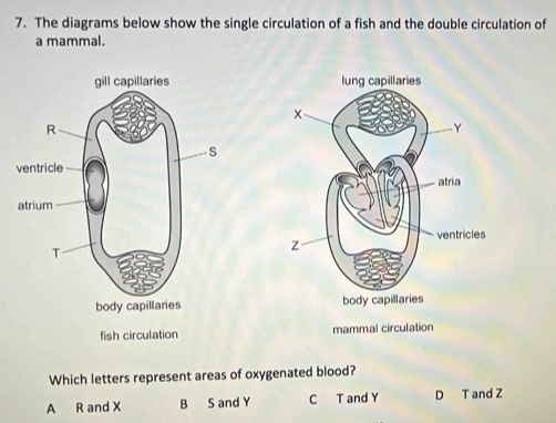 Solved: The diagrams below show the single circulation of a fish and ...