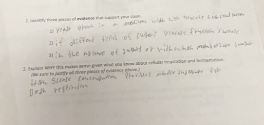 Identify three pieces of evidence that support your claim. 
1) 
2) 
3) 
3. Explain WHY this makes sense given what you know about cellular respiration and fermentation. 
(Be sure to justify all three pieces of evidence above.)