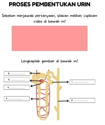 PROSES PEMBENTUKAN URIN 
Sebelum menjawab pertanyaan, silakan melihat cuplikam 
video di bawah ini! 
Lengkapilah gambar di bawah ini!